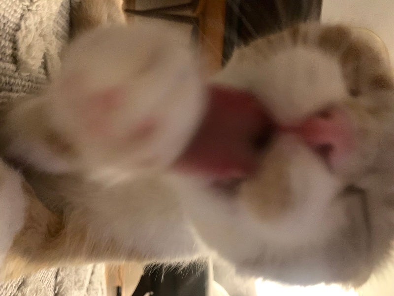 Scottish Fold, Kedi  Lokum fotoğrafı