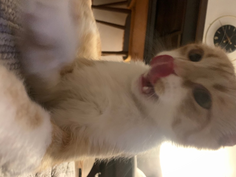 Scottish Fold, Kedi  Lokum fotoğrafı
