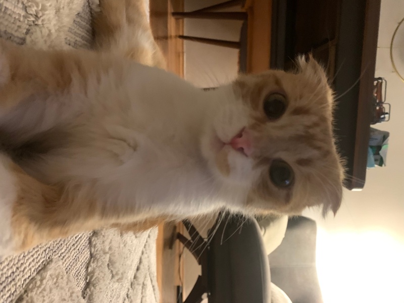 Scottish Fold, Kedi  Lokum fotoğrafı