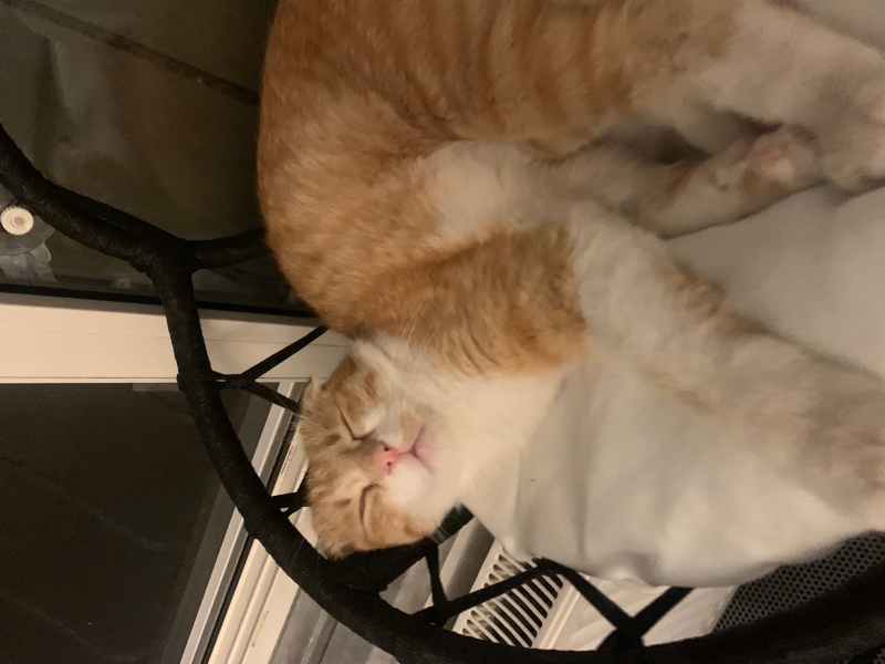 Scottish Fold, Kedi  Lokum fotoğrafı