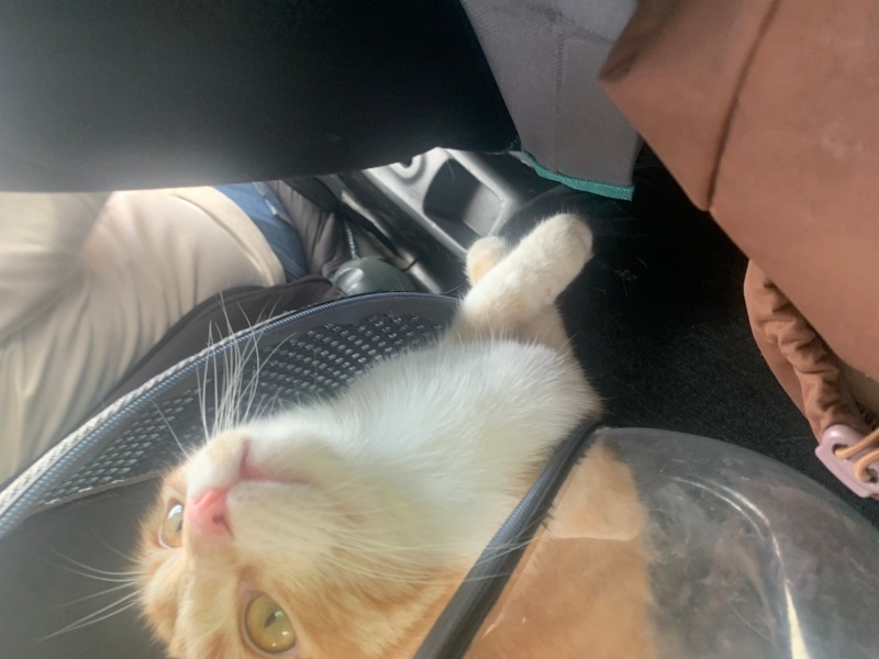 Scottish Fold, Kedi  Lokum fotoğrafı