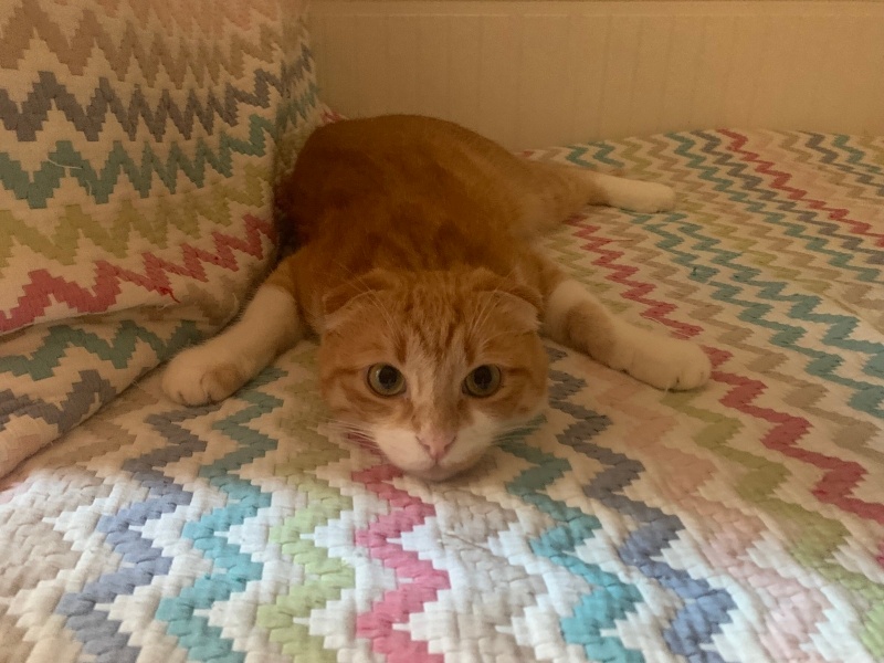 Scottish Fold, Kedi  Lokum fotoğrafı