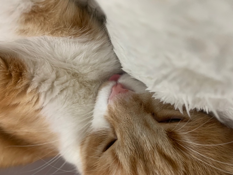 Scottish Fold, Kedi  Lokum fotoğrafı