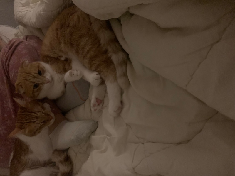 Scottish Fold, Kedi  Lokum fotoğrafı