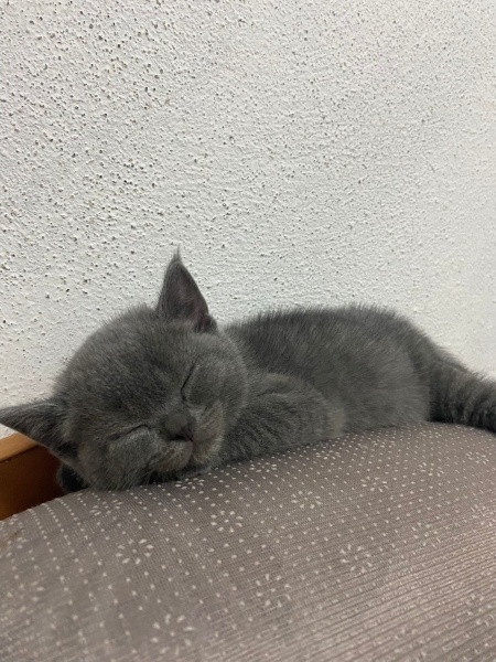 British Shorthair, Kedi  Kedi fotoğrafı