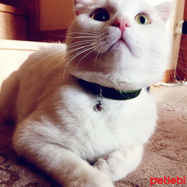 Scottish Fold, Kedi  Yumy fotoğrafı