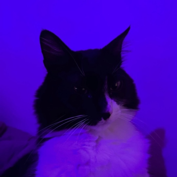 Tekir Kedi, Kedi  Dafi fotoğrafı