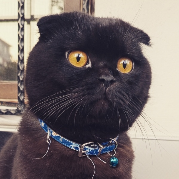 Scottish Fold, Kedi  Mika fotoğrafı
