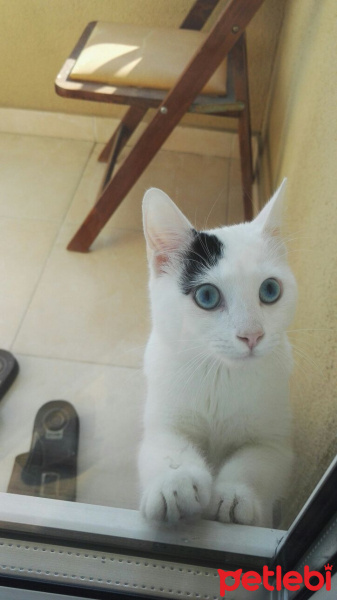 Tekir Kedi, Kedi  Pamuk fotoğrafı