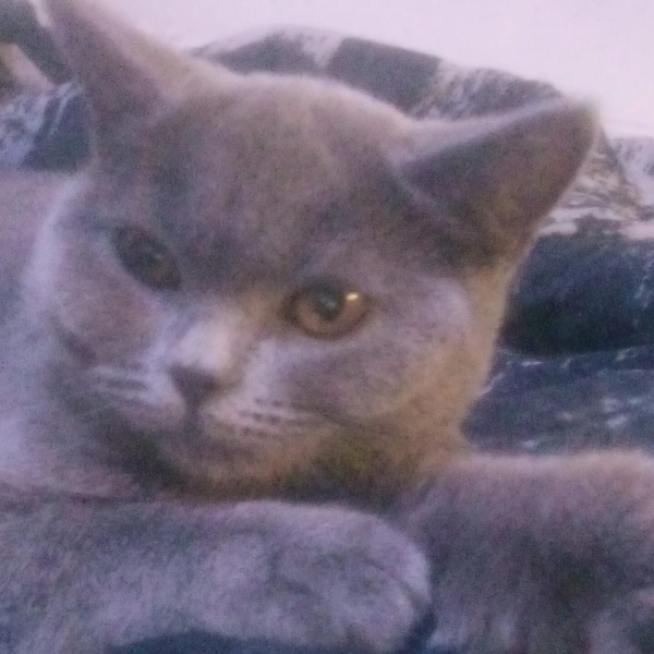 British Shorthair, Kedi  Şira fotoğrafı