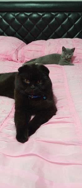 British Shorthair, Kedi  Şira fotoğrafı