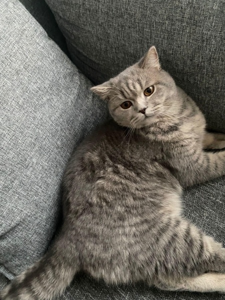 British Shorthair, Kedi  Pakize fotoğrafı
