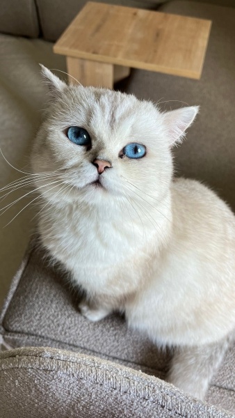 British Shorthair, Kedi  Lilya fotoğrafı