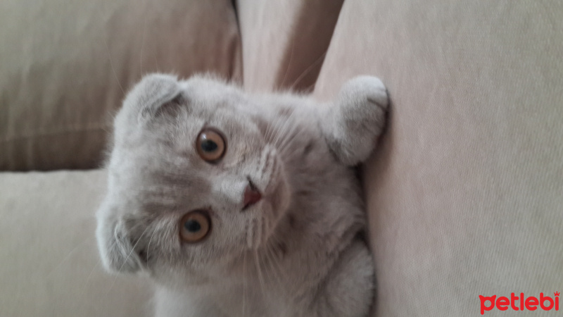 Scottish Fold, Kedi  şapşik fotoğrafı