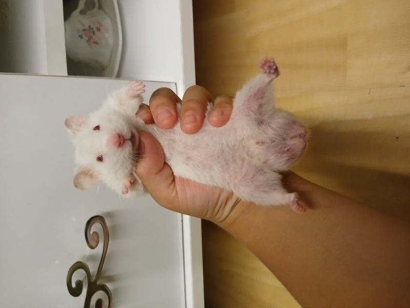 Hamster, Kemirgen  Pamuk fotoğrafı