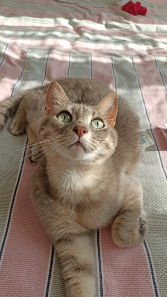 Tekir Kedi, Kedi  Luna fotoğrafı