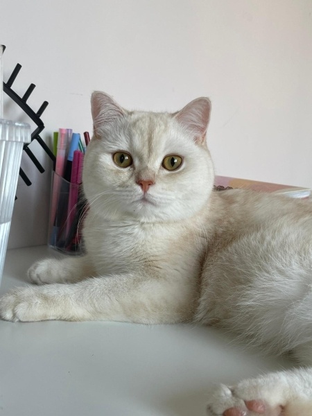 British Longhair, Kedi  Balım Reçel fotoğrafı