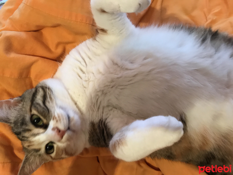 Tekir Kedi, Kedi  Lokum fotoğrafı