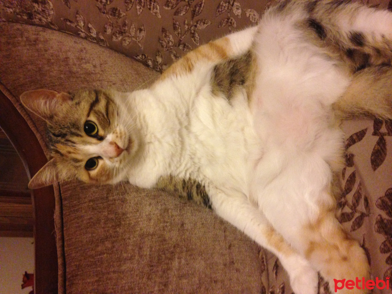 Tekir Kedi, Kedi  Lokum fotoğrafı