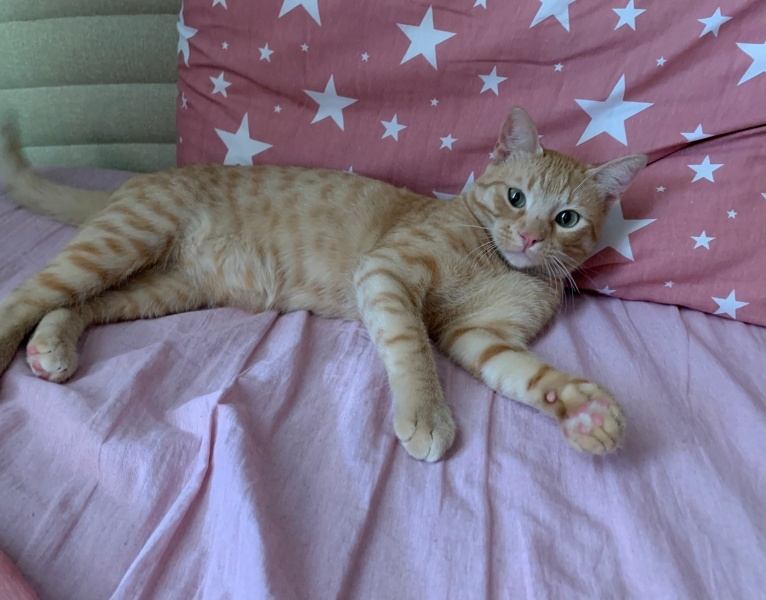 Sarman, Kedi  ciro fotoğrafı