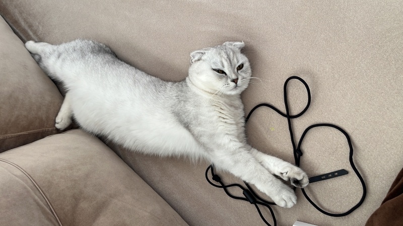 Scottish Fold, Kedi  Maya fotoğrafı
