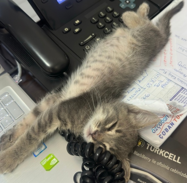 Mavi Rus, Kedi  Minik fotoğrafı