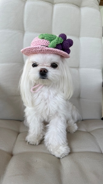 Maltese, Köpek  Lilly fotoğrafı