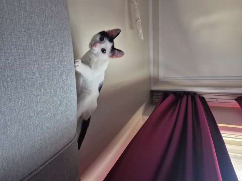 Tuxedo (Smokin) Kedi, Kedi  Luna fotoğrafı