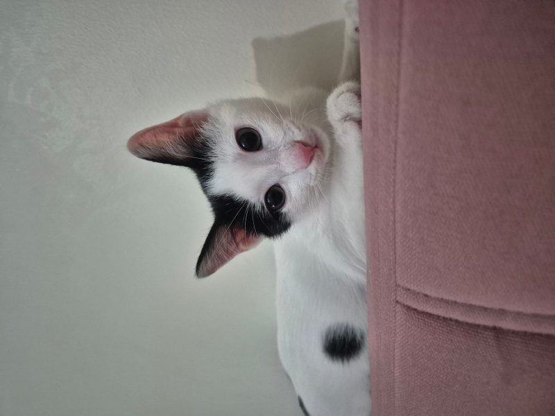 Tuxedo (Smokin) Kedi, Kedi  Luna fotoğrafı