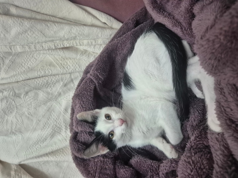 Tuxedo (Smokin) Kedi, Kedi  Luna fotoğrafı