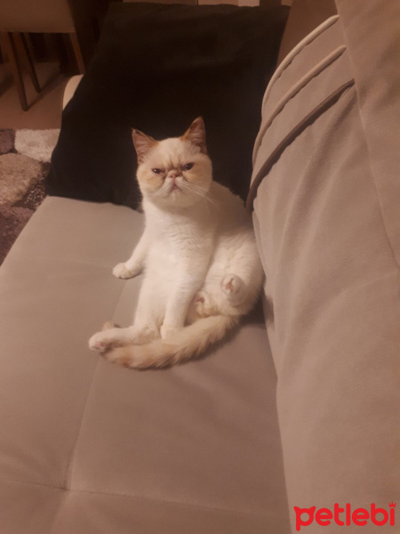 Exotic Shorthair, Kedi  Şerafettin (Şero) fotoğrafı