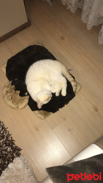 Exotic Shorthair, Kedi  Şerafettin (Şero) fotoğrafı