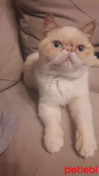 Exotic Shorthair, Kedi  Şerafettin (Şero) fotoğrafı