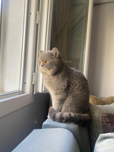 British Shorthair, Kedi  ZEUS fotoğrafı