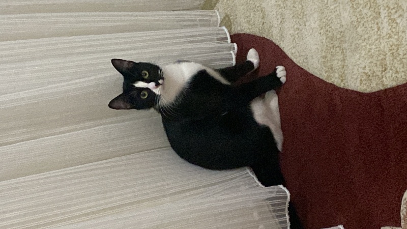 Tekir Kedi, Kedi  Alice fotoğrafı