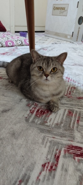 British Shorthair, Kedi  Lina fotoğrafı