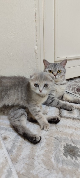 British Shorthair, Kedi  Lina fotoğrafı