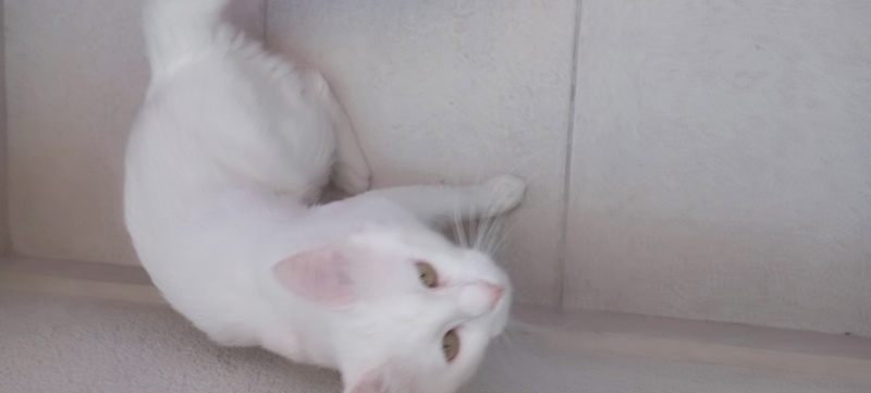 Ankara Kedisi, Kedi  Mırmı fotoğrafı