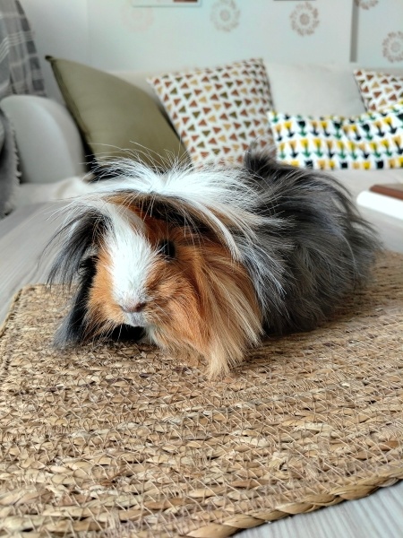 Guinea Pig, Kemirgen  Orfi fotoğrafı