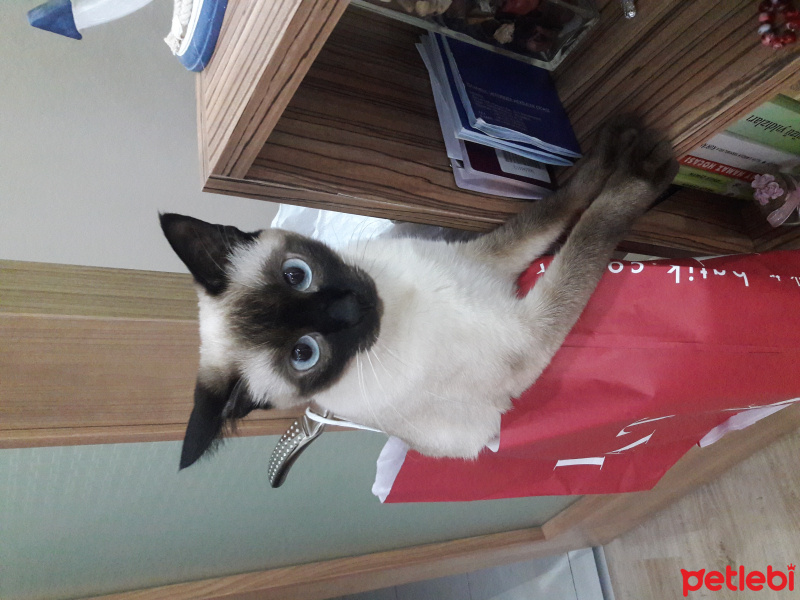 Siyam Kedisi, Kedi  Balim fotoğrafı