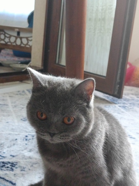 British Shorthair, Kedi  British 7 aylık dişi fotoğrafı