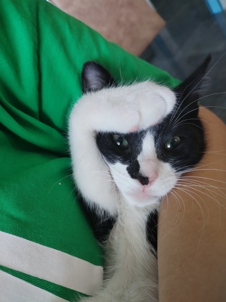 Tekir Kedi, Kedi  Çörek fotoğrafı