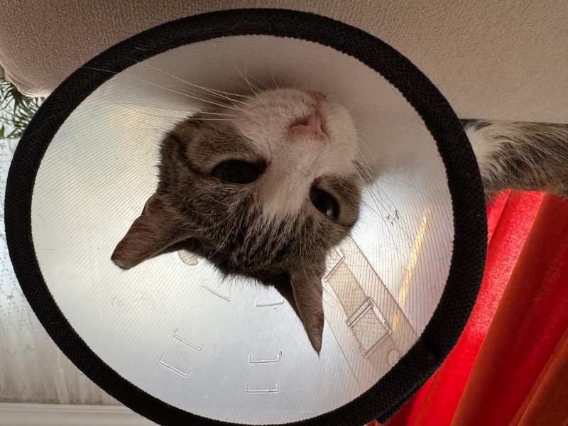 Tekir Kedi, Kedi  Çilek fotoğrafı