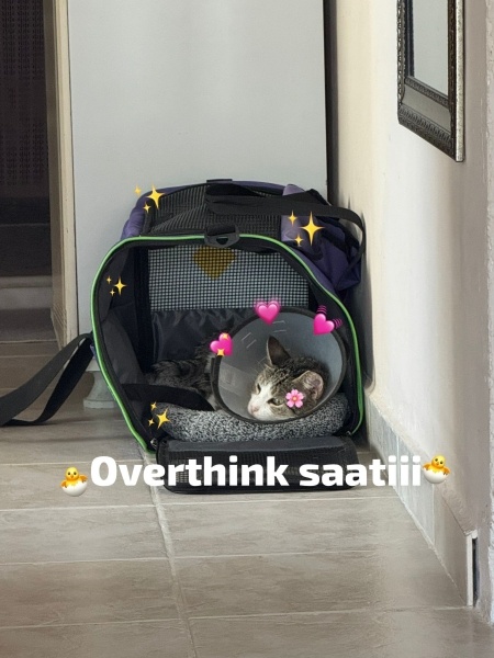 Tekir Kedi, Kedi  Çilek fotoğrafı