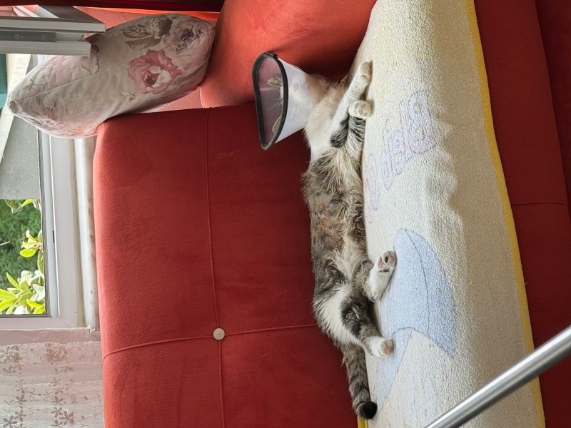 Tekir Kedi, Kedi  Çilek fotoğrafı