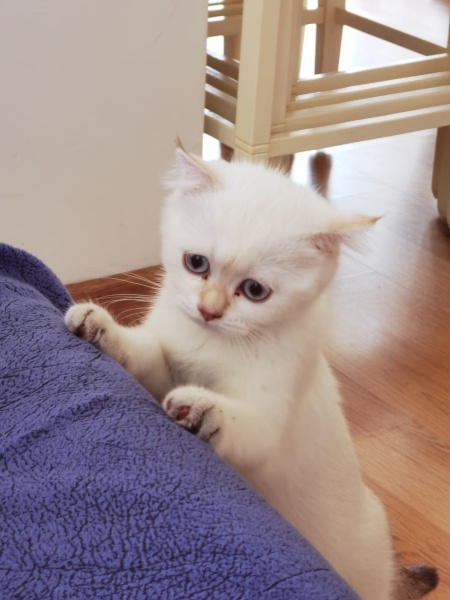 Scottish Fold, Kedi  Sümbül pamuk fotoğrafı