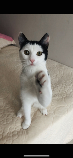Tekir Kedi, Kedi  Prenses fotoğrafı