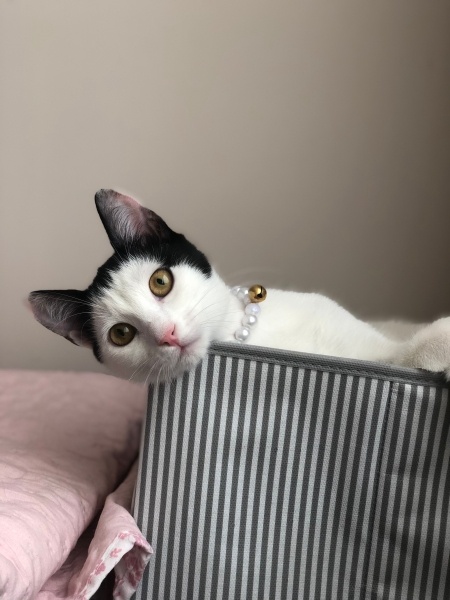 Tekir Kedi, Kedi  Prenses fotoğrafı