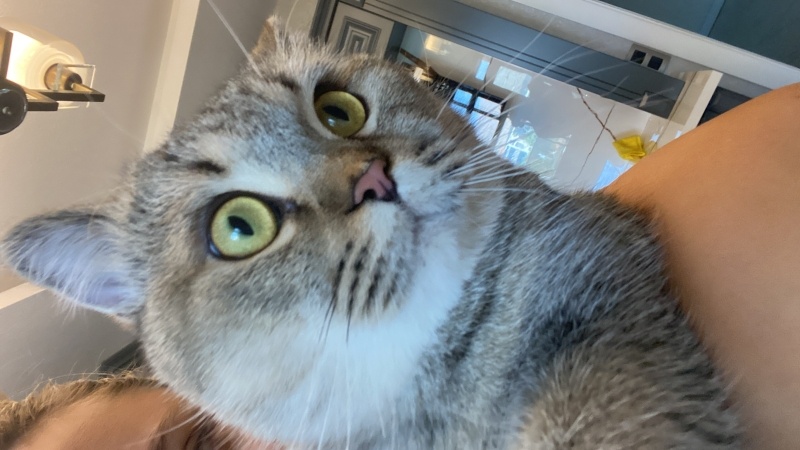 Scottish Fold, Kedi  Mani fotoğrafı