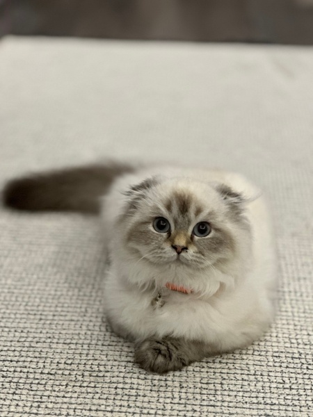 British Longhair, Kedi  Pofuduk fotoğrafı